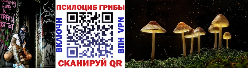 Купить где  Абакан  Псилоцибиновые грибы Cubensis 
